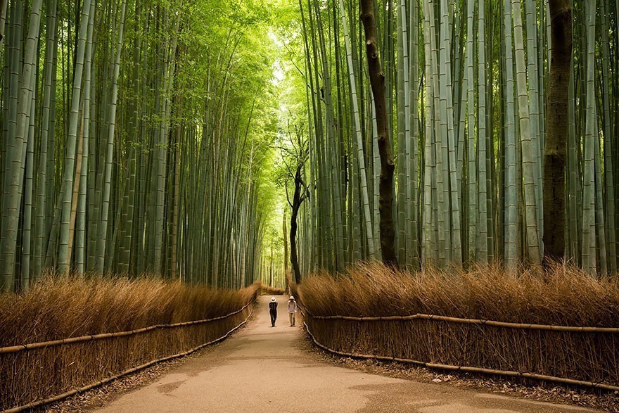 #1 Sagano Bambu Ormanı - Arashiyama