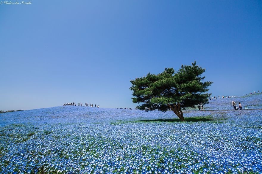 #3 4.5 Milyon Bebek "Baby Blue Eyes" - Hitachi Seaside Park