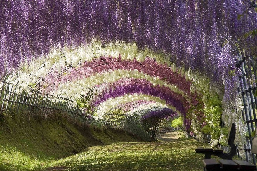 #4 Wisteria Tünel - Kawachi Fuji Bahçeşi