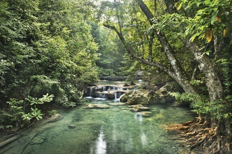 1. SHİNRİN-YOKU 森林浴