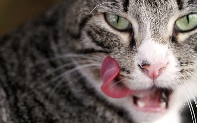 12. NEKOJİTA 猫舌