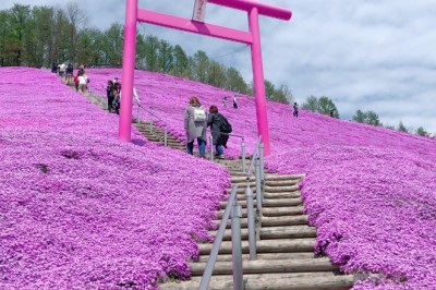Shibazakura Festivali Hokkaido'da Bir Başka Güzel