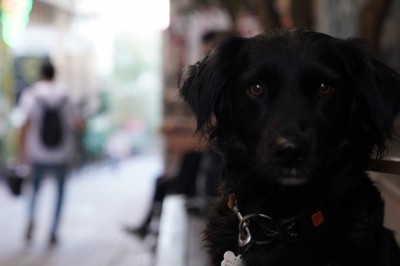 Animeler.net'in İlk Etkinliğinde Neler Oldu?