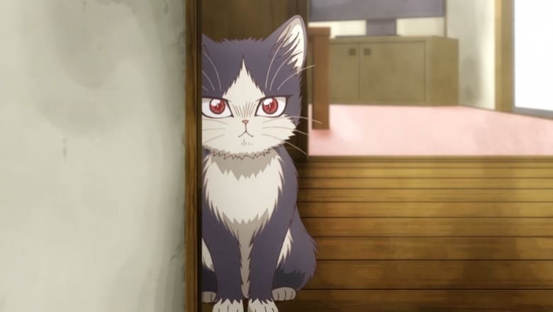 My Roommate is a Cat Animesinin Starı Kensho Ono Gerçek Kediciklerle