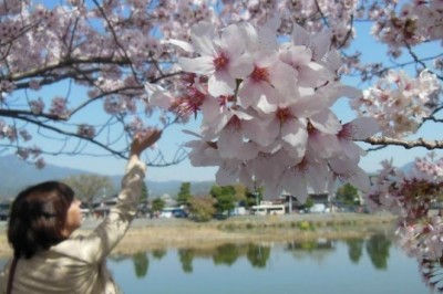 Sakura'nın Önemi: Japonya'da Kiraz Çiçeği Geleneği